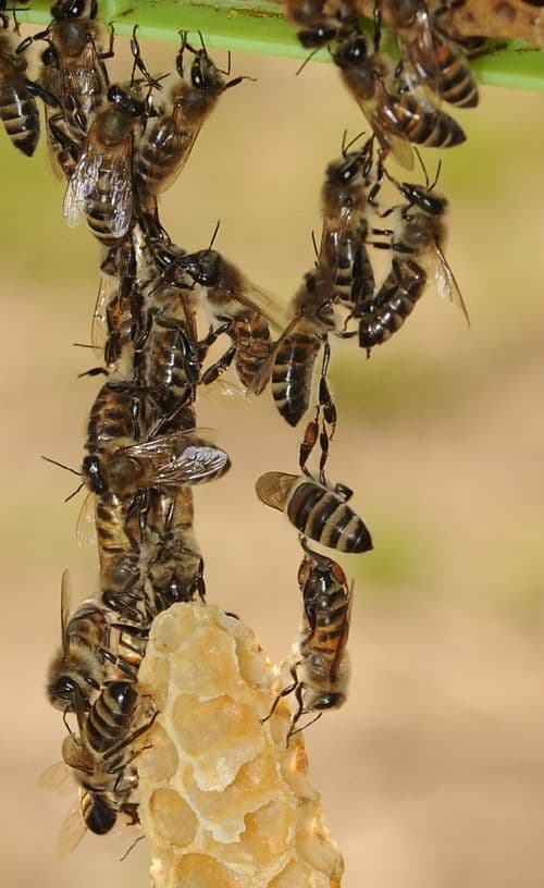 bee-chain