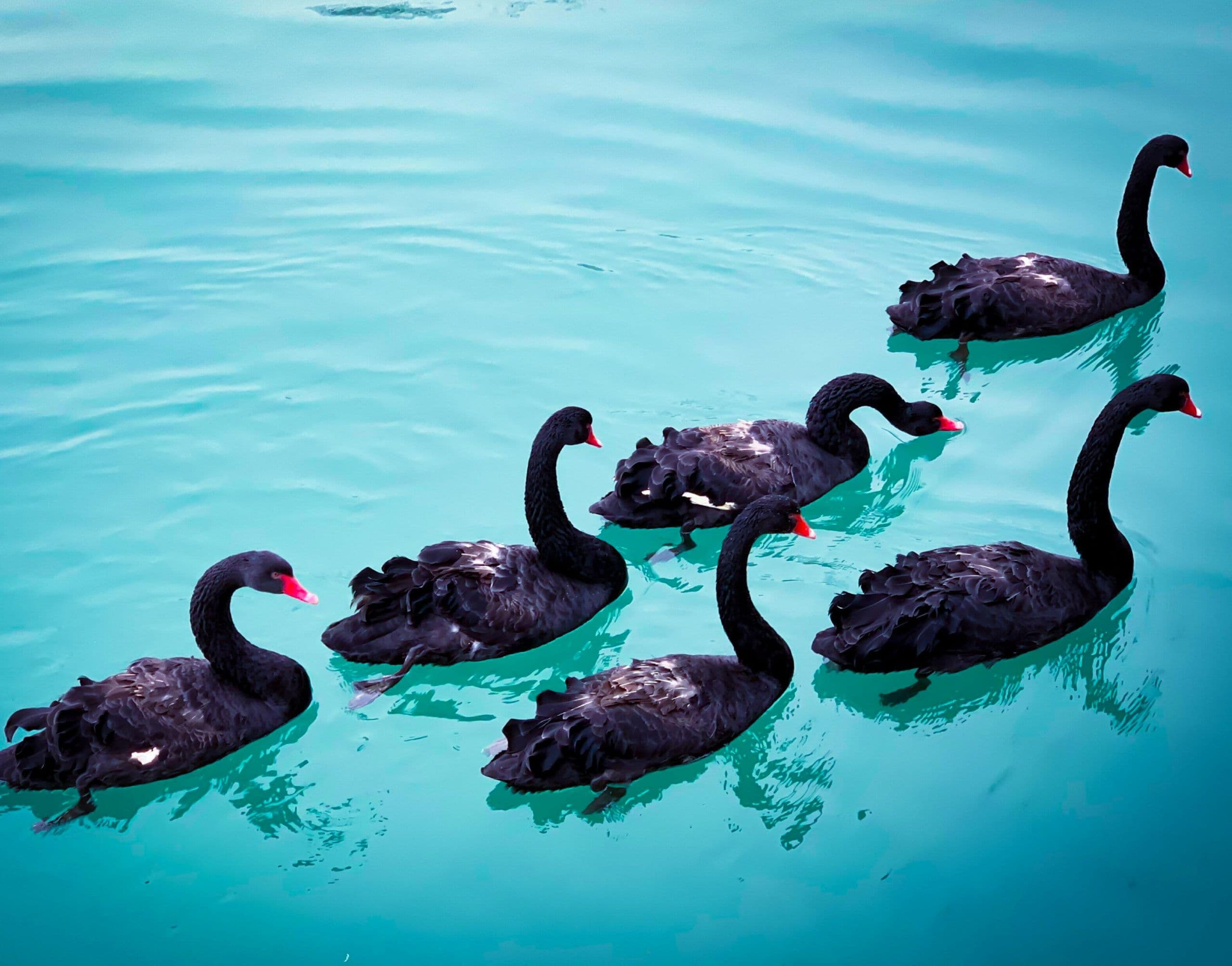 blog-Why Honeycomb_ Black Swans-SOCIAL (1)