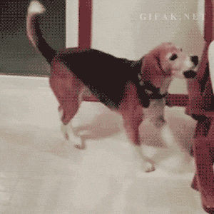 dancing-beagle